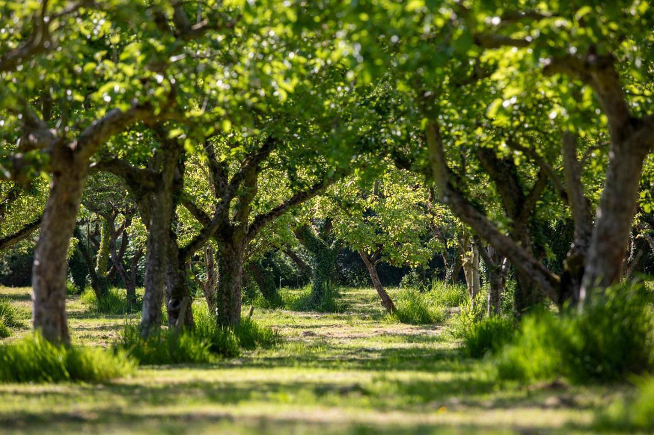 Dragon Orchard Retreat in Herefordshire