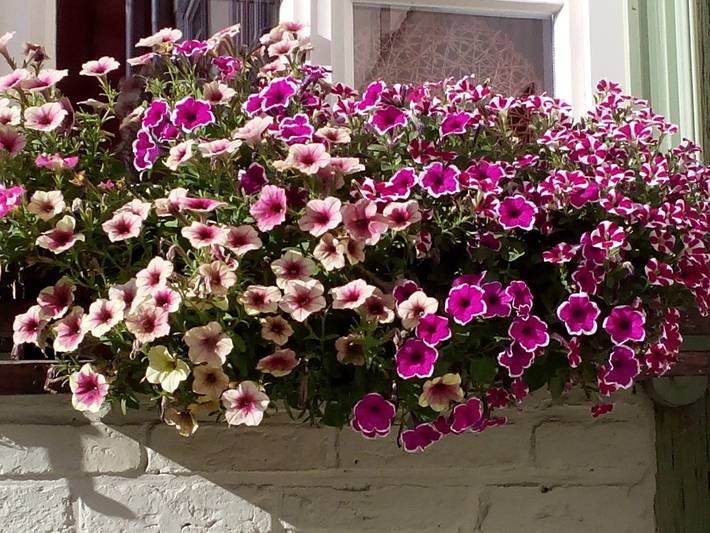 Ferienwohnung für 5 Personen, mit Garten, kinderfreundlich in Adventsstadt Quedlinburg - 4