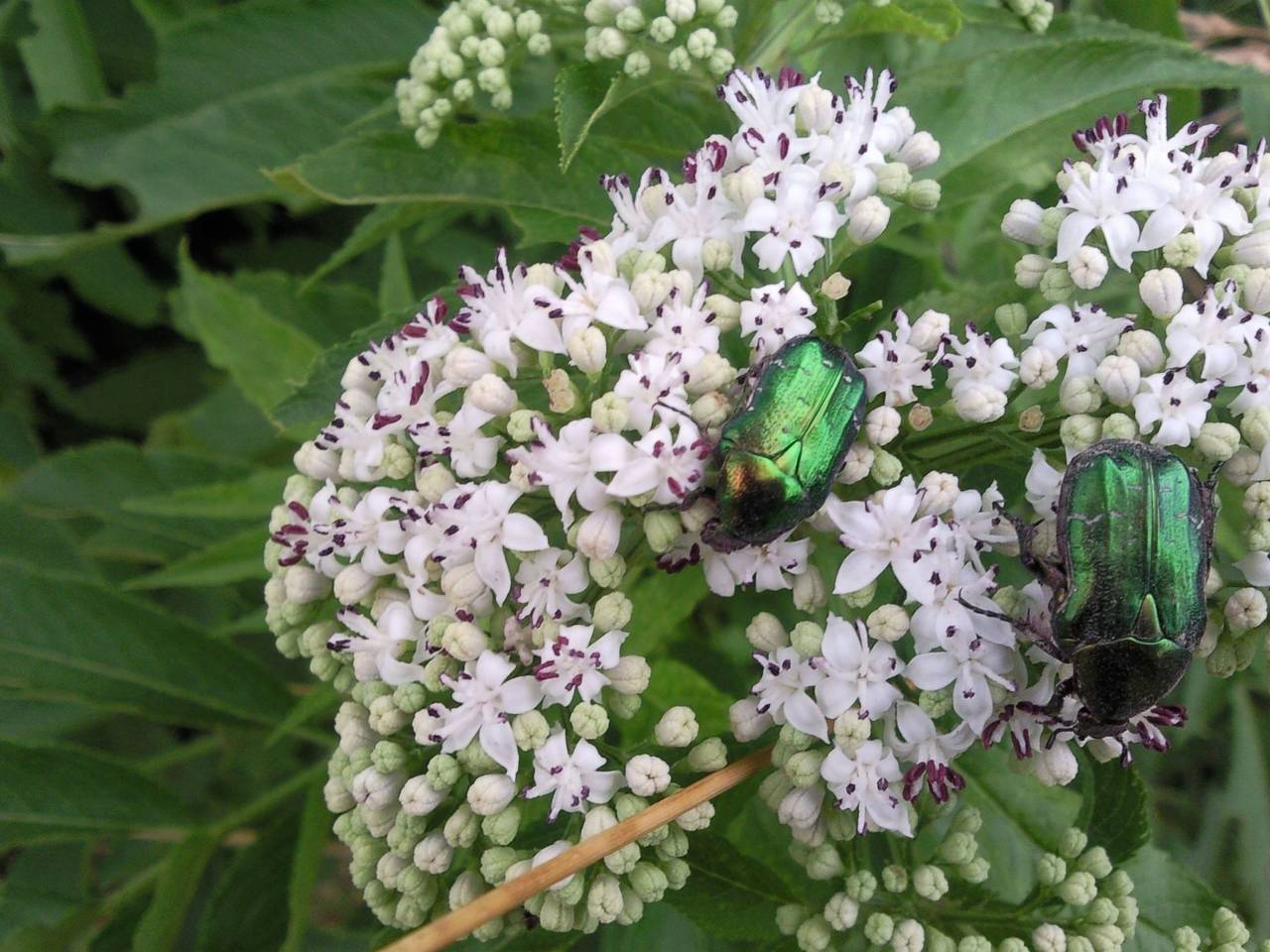Mit biologischem Schwimmteich in Csernely, Borsod-Abaúj-Zemplén megye
