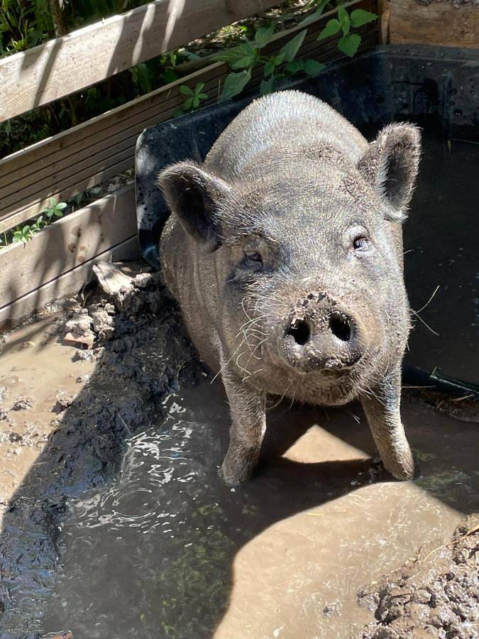 Parc de vacances pour 2 personnes, avec vue et jardin à Ceyzérieu - 2