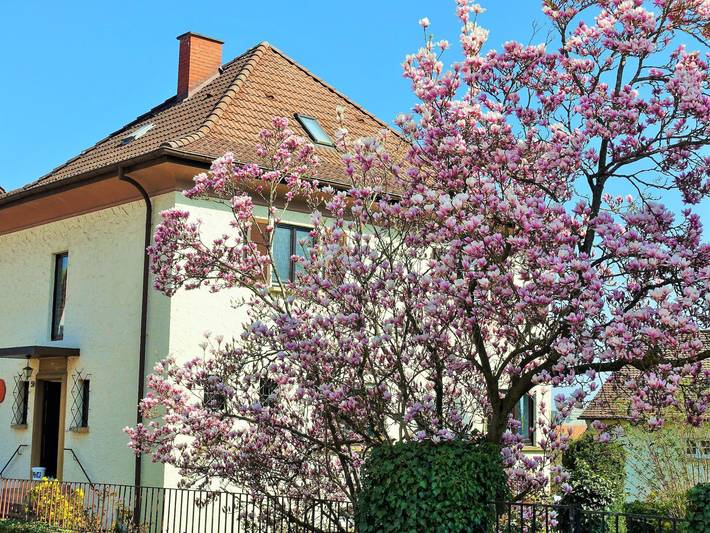 Ferienwohnung für 4 Personen, mit Garten, kinderfreundlich in Bad Bergzabern - 2