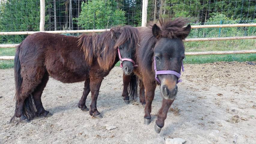 Ferienhaus für 10 Personen, mit Garten in Landkreis Cham - 2