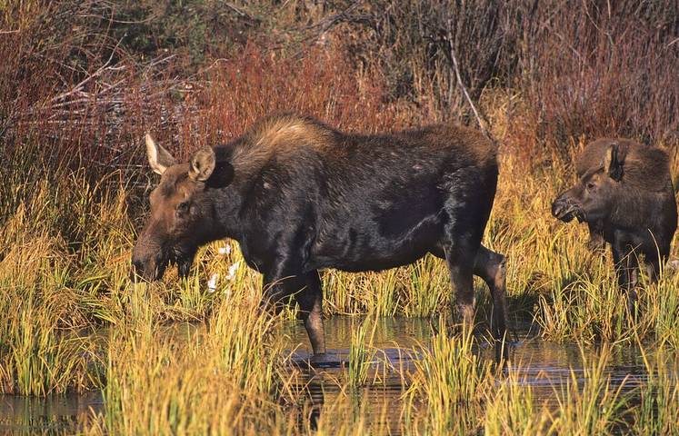 Log cabin for 3 people, with terrace in Idaho