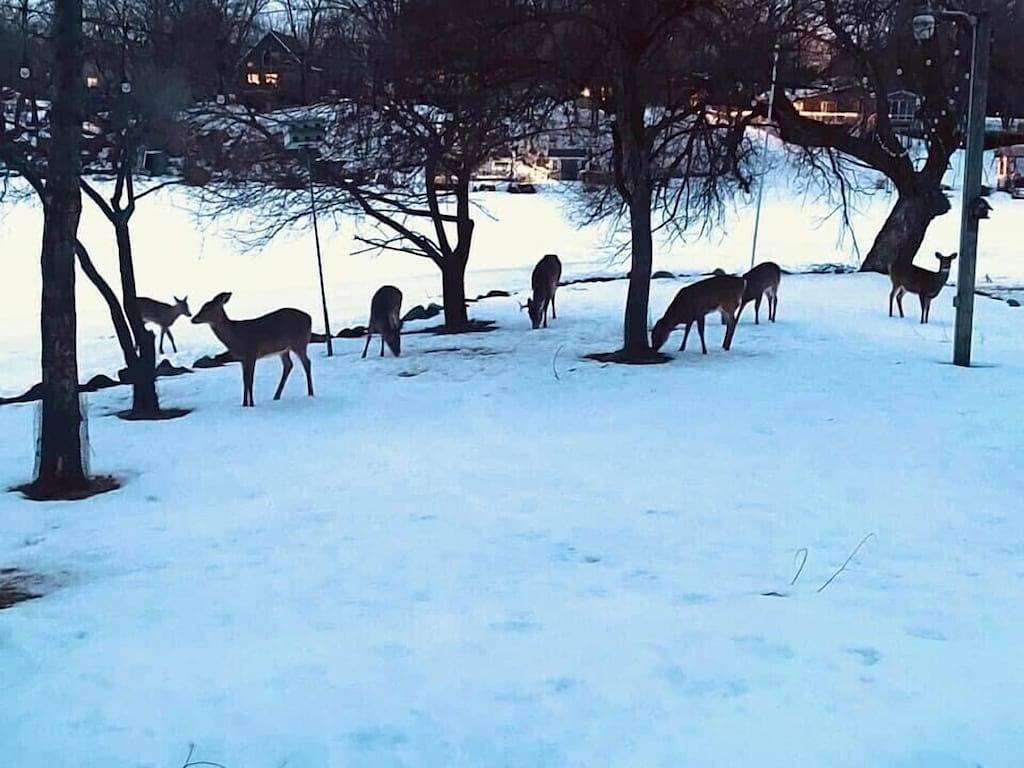 Familienurlaub am See auf dem Punkt! Kajaks / 2 Feuerstellen / Privatstrand / Etagenbetten in Chisago County