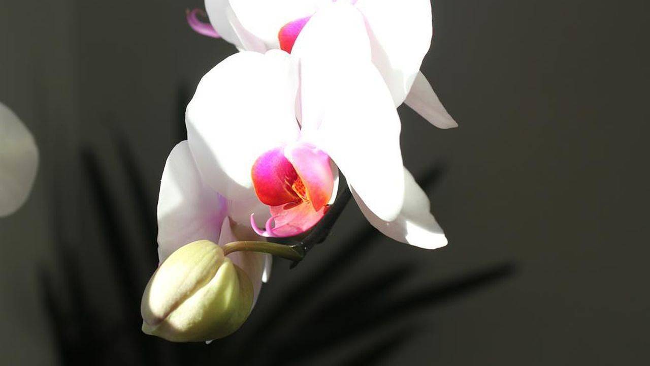 Apartamento vacacional entero, Ferienwohnung für 2 Personen (50 m²) in Ramsau am Dachstein in Dachstein Mountains, Ramsau am Dachstein