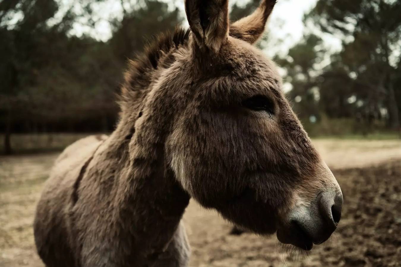 Appartement entier, Une parenthèse nature avec Tiny House pour 2 adultes + 1 enfant jusqu'à 12 ans + 1 bébé in Trets, Région d'Aix-en-Provence