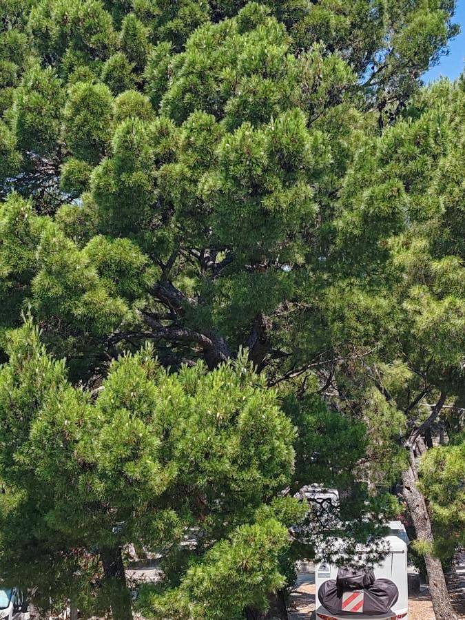 Maison d’hôte pour 6 personnes, avec jardin et vue, animaux acceptés à Makarska - 3
