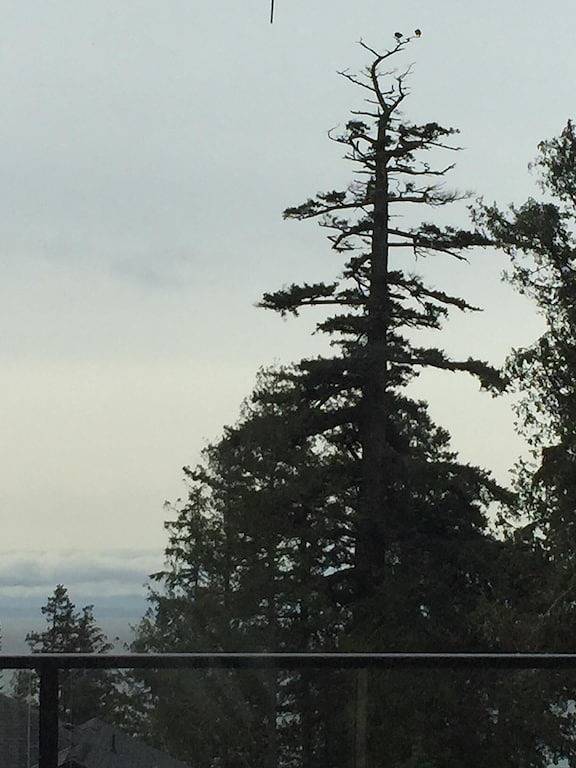 Fun Suite zwischen zwei Gewässern in Sechelt, Sunshine Coast Regional District