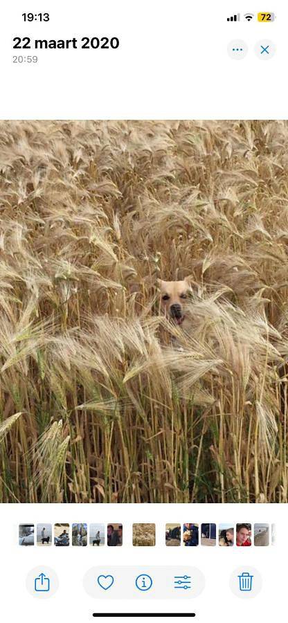 Chambre d’hôte pour 2 personnes, avec vue aux Pays-Bas - 3