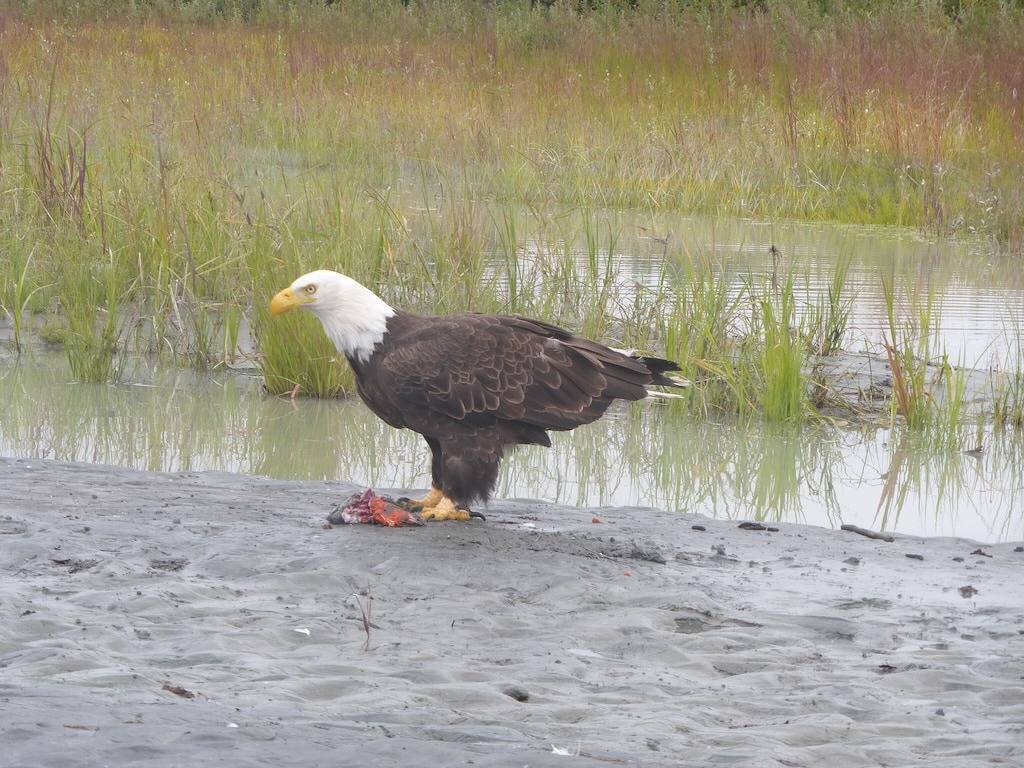 Ganze Wohnung, Direkt am Kenai River! Komfortable Wohnung ideal zum Angeln oder Sightseeing in Soldotna, Kenai Peninsula
