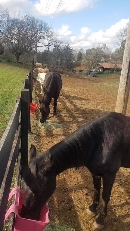 \"Historisches\" Yellow Tea Cup Cottage, Farmambiente, Spring H2O, Wifi, Knoxville in Blount County