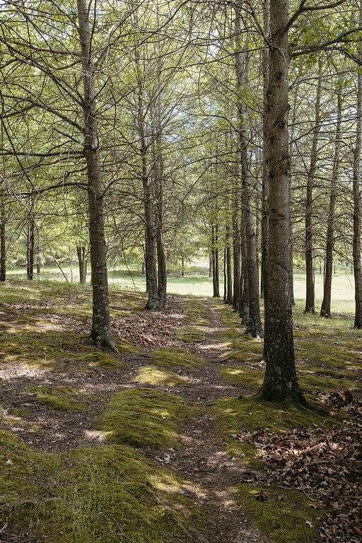 Romantic Cabin w/ Hot Tub Near Carbondale in Illinois