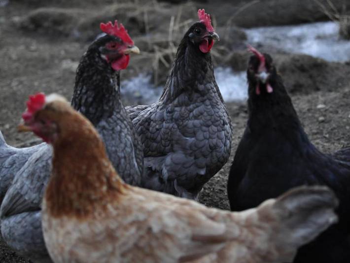 Ferienwohnung für 4 Personen, mit Terrasse und Garten in Murau - 3