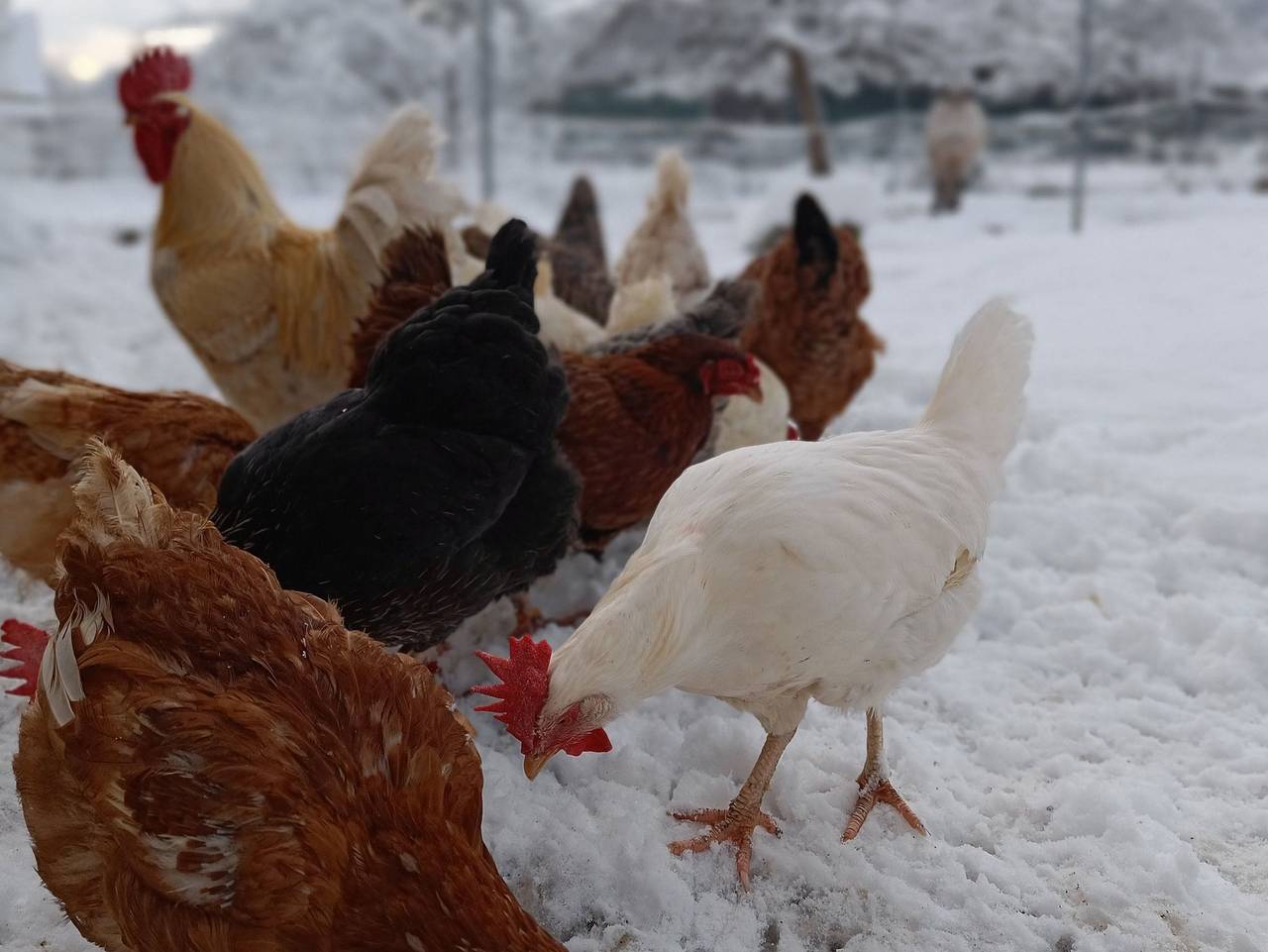 Hofgut Bentele - 3-Zimmer-Ferienwohnung Bentele, Dusche/Wc, 62 qm, Dg in Deggenhausertal, Region Bodensee-Oberschwaben