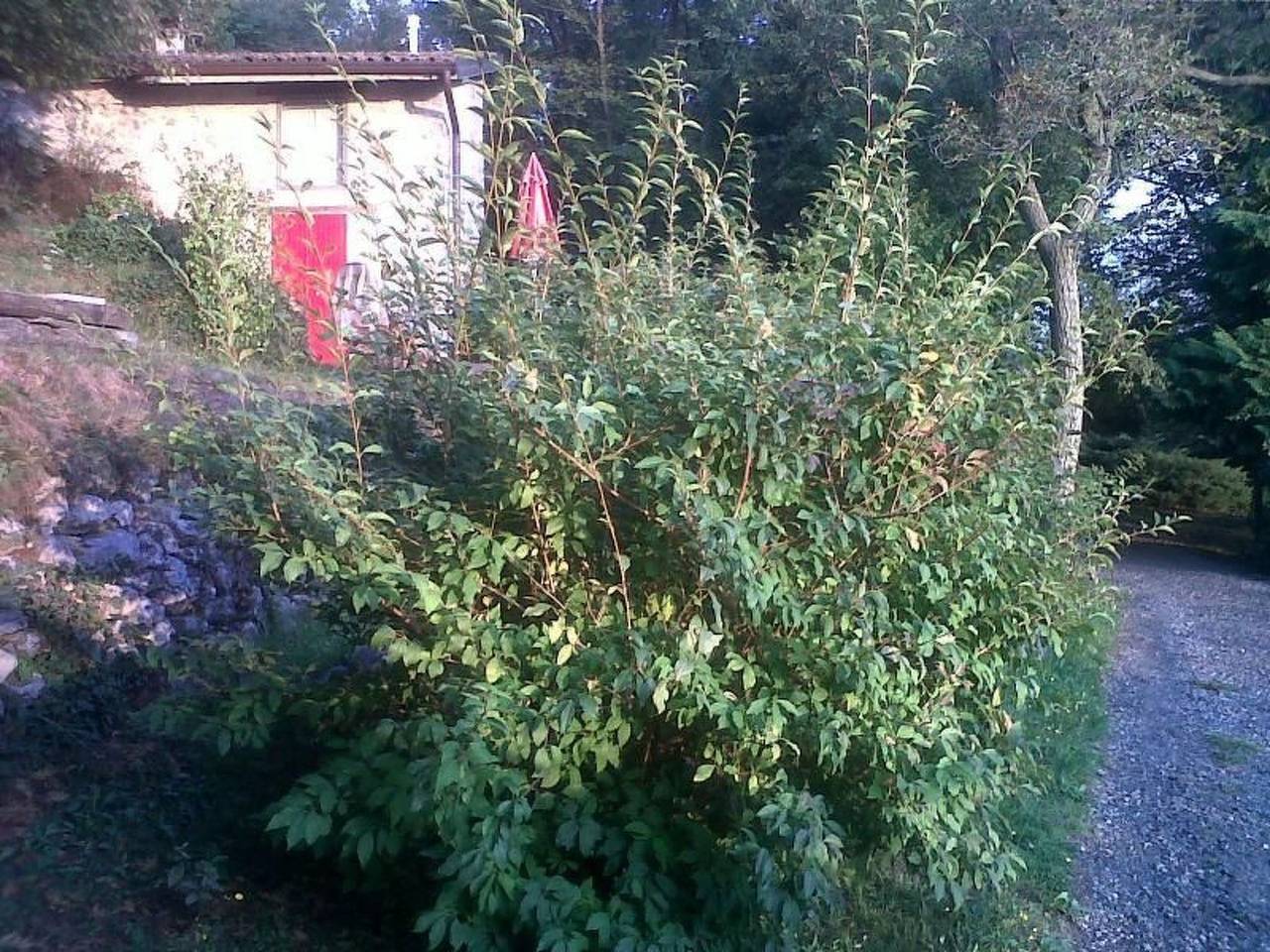 Niederwaldhaus in Solto Collina in Gemeinde Solto Collina, Iseosee