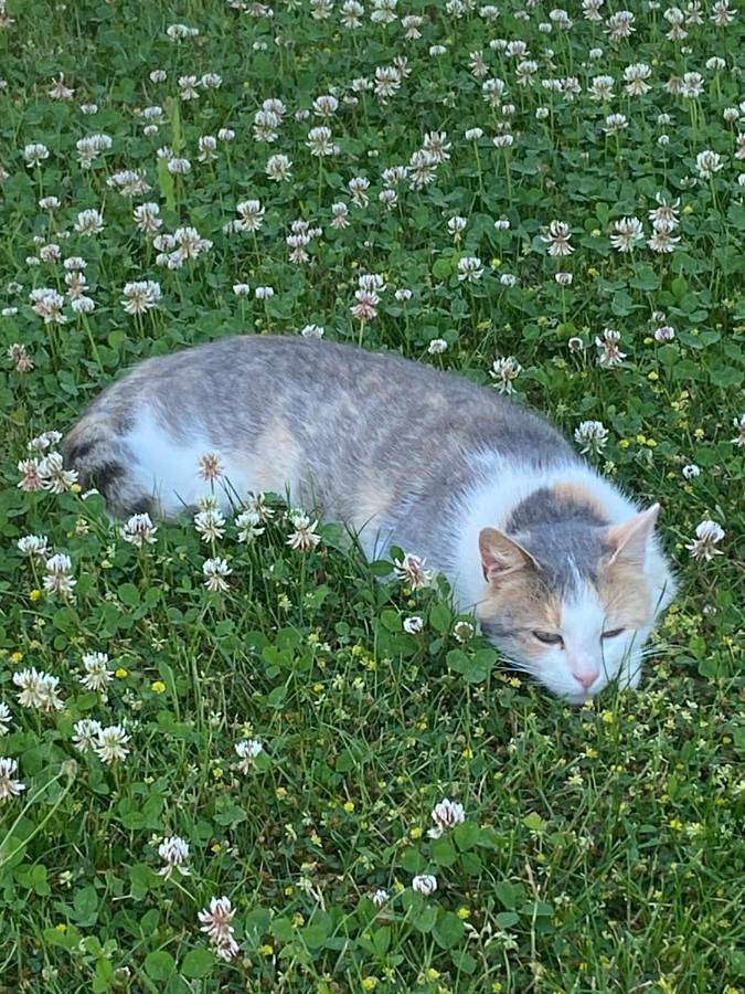 Zelt für 4 Personen, mit Ausblick und Garten in Bayern - 4