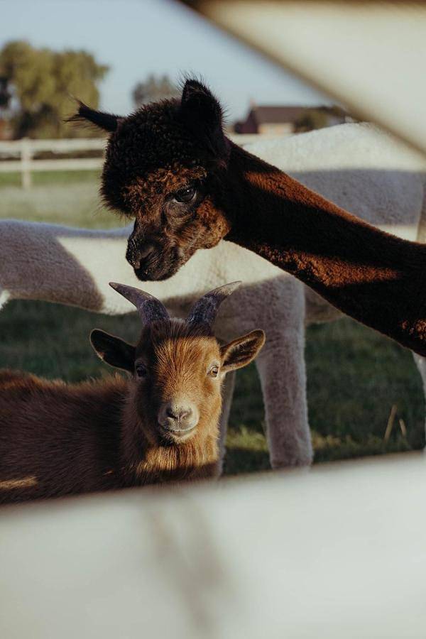 Location de vacances pour 2 personnes à Zwalm - 2