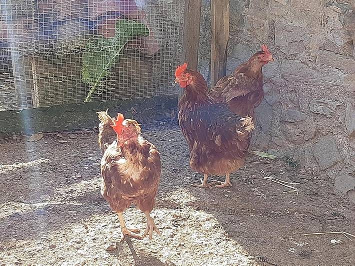 Casa rural para 10 personas, con jardín y vistas en Ripollès - 4