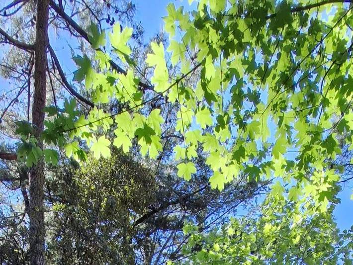 Camping Le Bois de La Gachère - Hébergement 2 personnes - Ecolodge Campétoile 1 Pièces 2 Personnes Sans Sanitaire in Olonne-sur-Mer, Les Sables-d'Olonne
