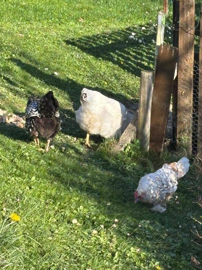 Location de vacances pour 4 personnes, avec vue ainsi que jardin et terrasse à Habère-Poche - 2