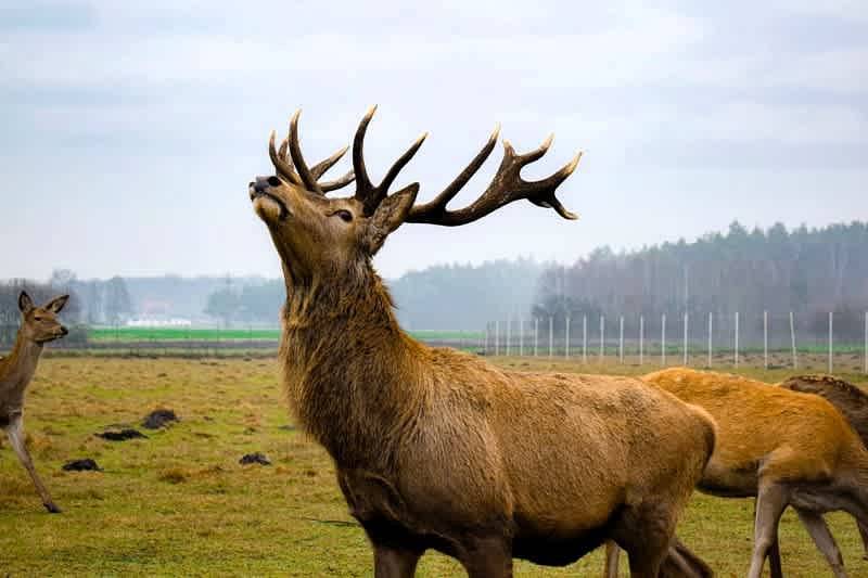 Glamp Orient - Sauna, Hot Tub & Alpacas in Gran Polonia (región histórica)