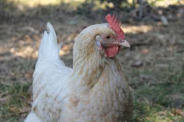Holiday Home for 6 People in Bass Coast Shire, Photo 1