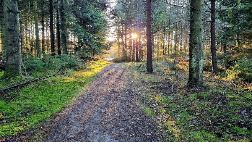 Chalet für 13 Personen, mit Sauna und Pool sowie Whirlpool und Terrasse, mit Haustier in Dänemark - 4