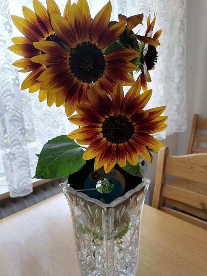 Ferienwohnung für 6 Personen, mit Garten und Sauna sowie Ausblick in Gailingen - 4