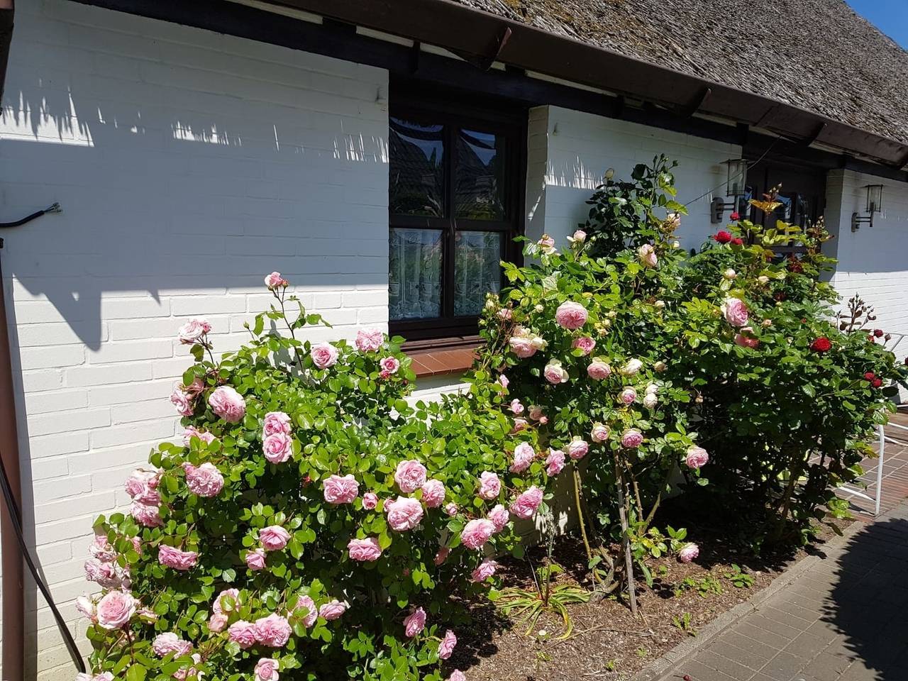 Reethus Friesennest in Stinteck, Westerdeichstrich