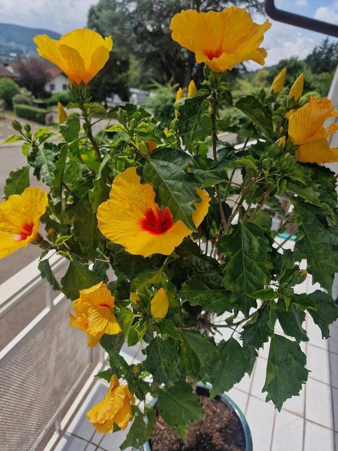 Ferienwohnung für 10 Personen, mit Garten in Waldshut-Tiengen