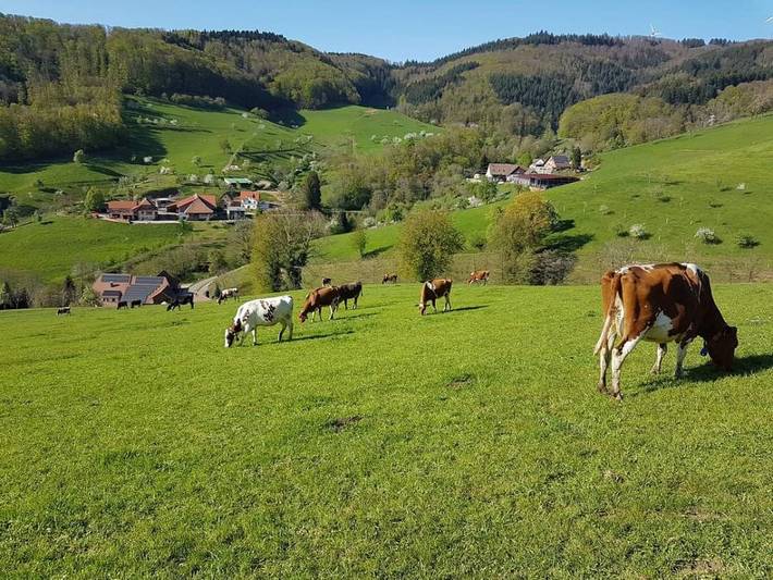 Ferme pour 5 personnes, avec jardin, animaux acceptés à Freiamt - 4