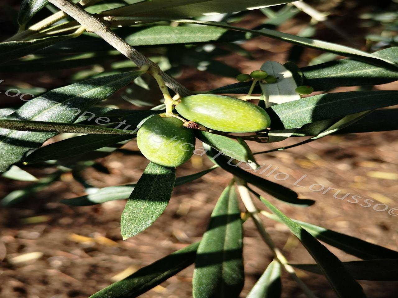 Ganze Wohnung, Lorusso touristischer Standort in Andria, Barletta-Andria-Trani