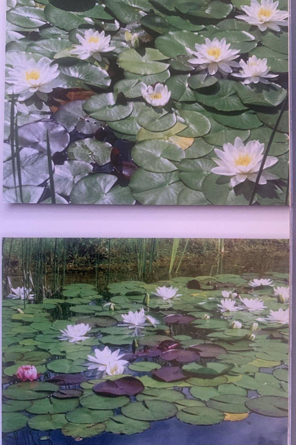 Geheel appartement, Gartenstudio "Belle Vue" - Gartenstudio "Belle Vue" 696.1 in Frutigen, Frutigen - Lenk - Adelboden