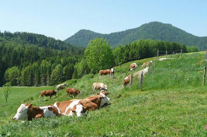 Gîte pour 2 personnes, avec terrasse, animaux acceptés à Jachenau - 4