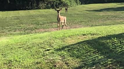 Vacation Home for 16 Guests in North Sea (NY), North Fork, Picture 3
