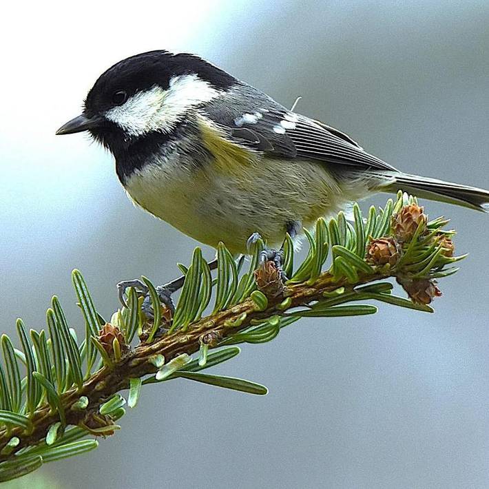 Maison d’hôte pour 2 personnes, avec jardin et vue à Sarralbe