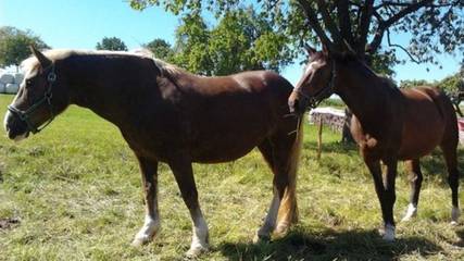 Bauernhof für 4 Personen in Lützelbach, Main-Odenwald, Bild 3