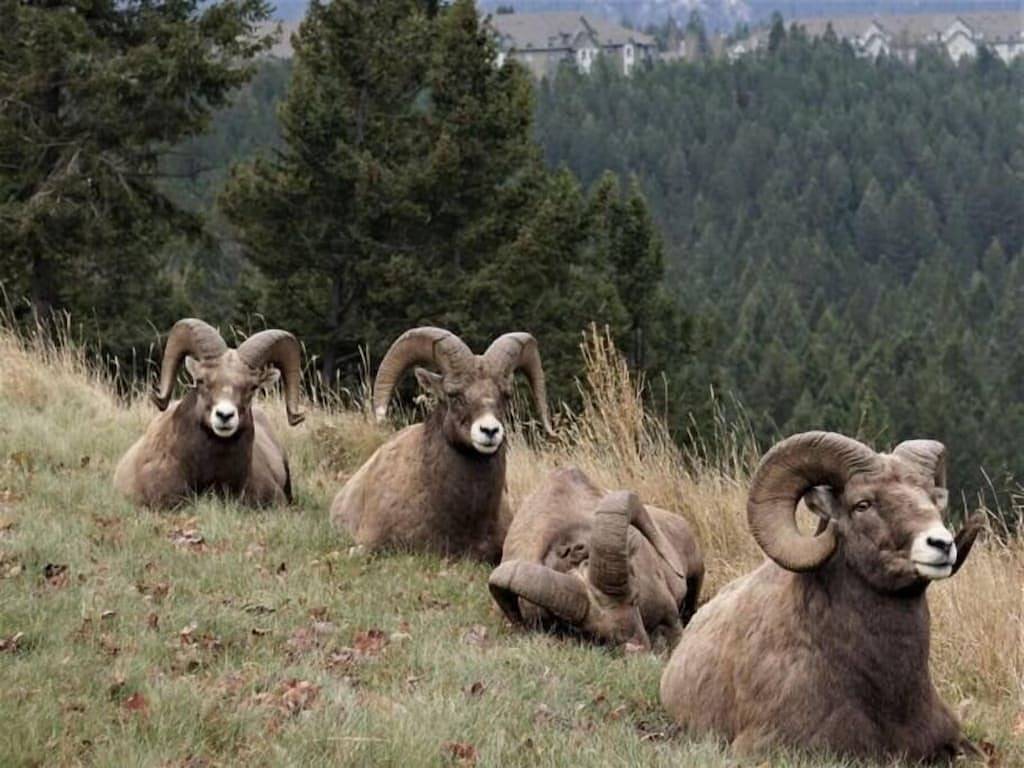 Ganze Wohnung, Modern and Bright 2Bdr/2Br Condo with Mountain Views in Radium Hot Springs, Kootenay-Nationalpark