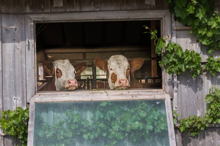 Ferienhaus für 5 Personen, mit Garten und Pool, kinderfreundlich in Bayern - 4