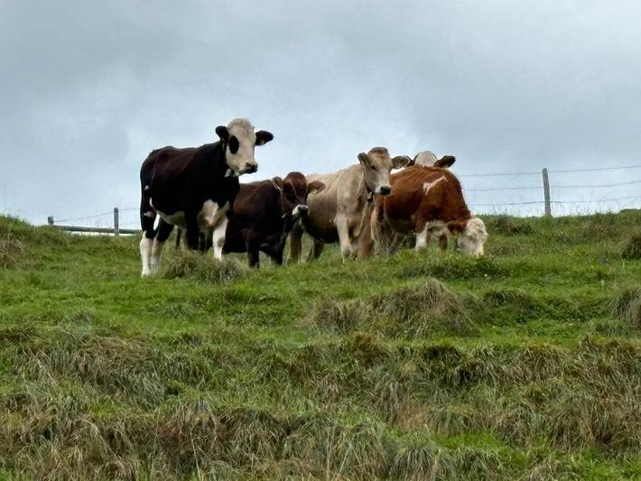Ferienwohnung für 4 Personen, mit Balkon in Pfronten - 4