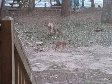 Log Cabin for 8 People in Blue Ridge Mountains, Chattahoochee National Forest, Photo 4