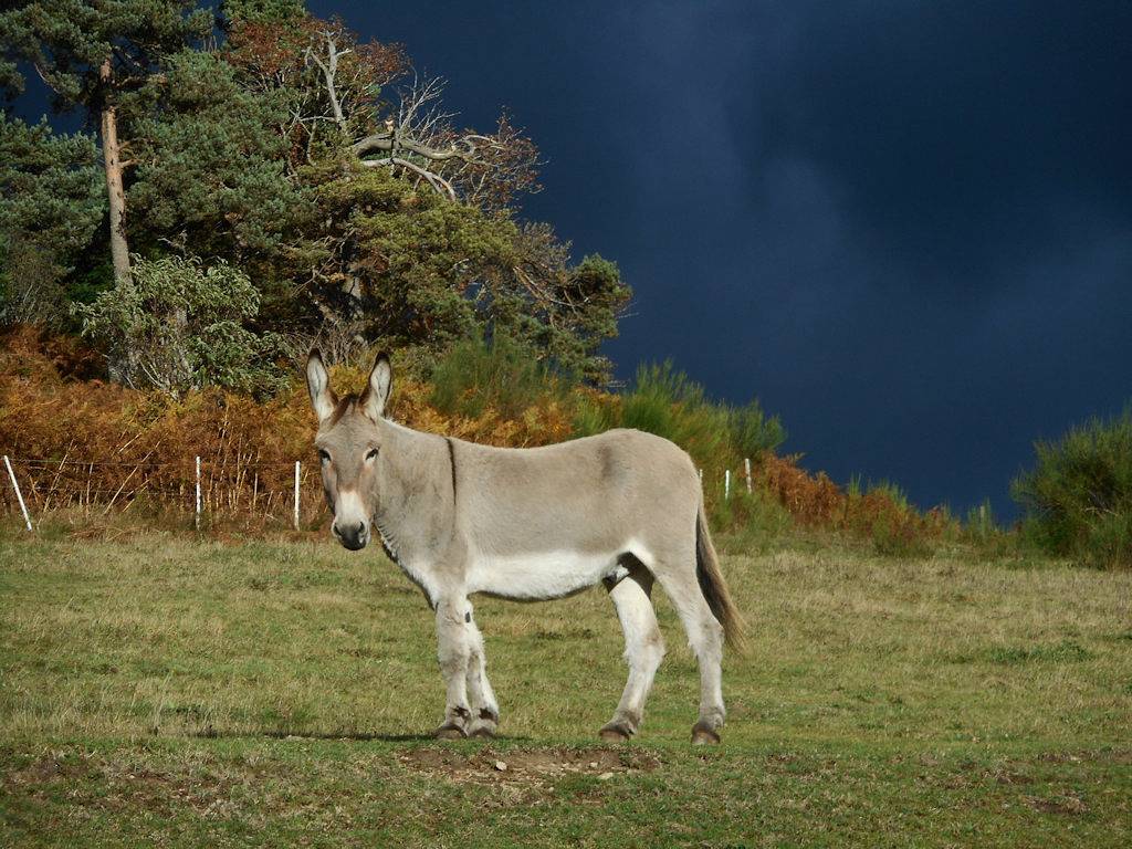 Gîte "Au pas de l'âne" in Saint-Genest-Malifaux, Parc Naturel Régional du Pilat
