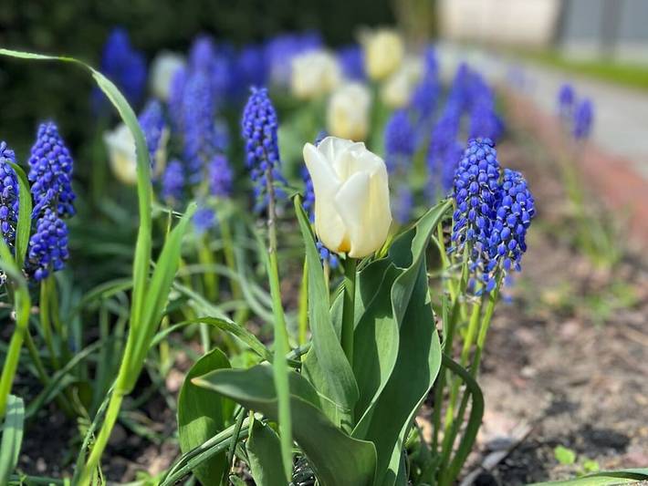 Ferienhaus für 3 Personen, mit Terrasse und Garten am Schwielowsee - 4