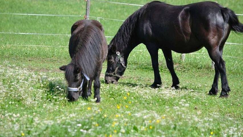 Ferienwohnung für 4 Personen, mit Balkon und Garten in Leutasch - 3