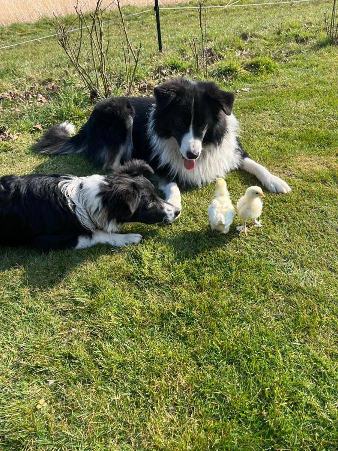 Ganze Wohnung, Familienurlaub mit Hund, Wellness & Bauernhoferlebnis im Münsterland in Mettingen, Münsterland