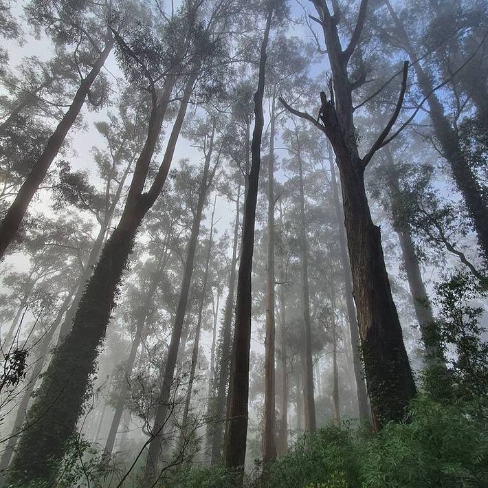 Chambre d’hôte pour 2 personnes, avec jardin à Melbourne - 4