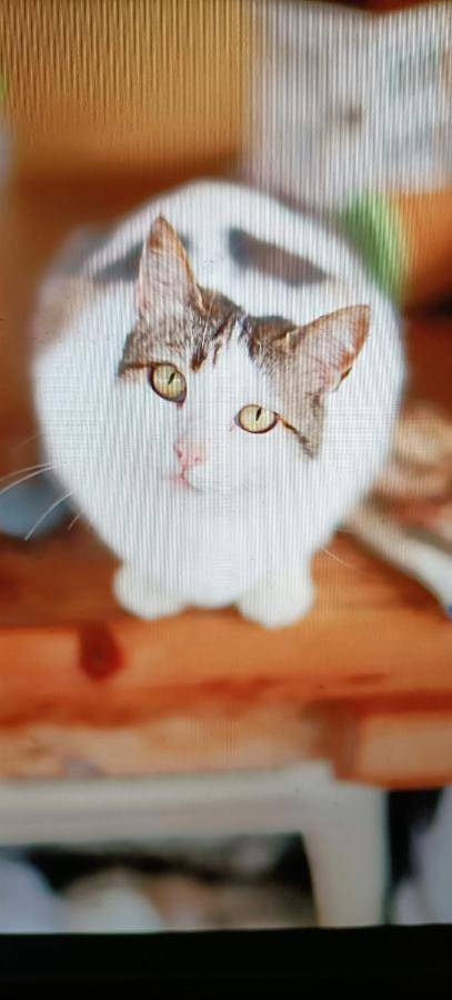 Albergue para 2 personas, con piscina además de vistas y jardín en La Palma - 2