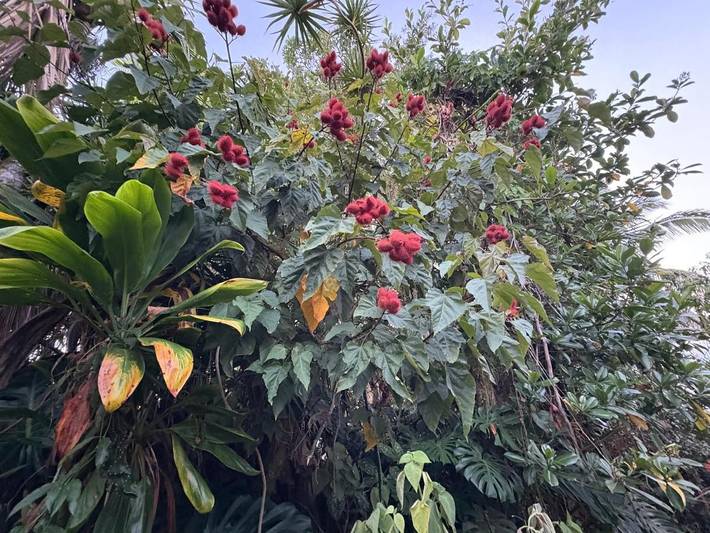 Chambre d’hôte pour 6 personnes, avec jardin dans Hawai - 4