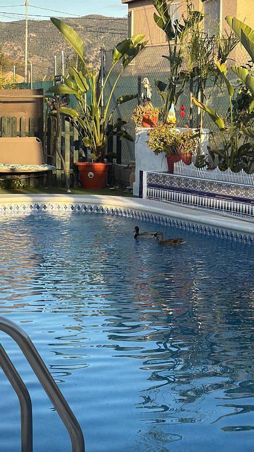 Casa de vacaciones para 13 personas, con jardín además de vistas y piscina, Se admiten mascotas en Huerta de Murcia - 3