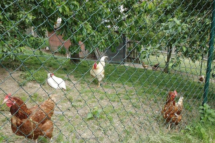 Ferienwohnung für 4 Personen, mit Garten in Schwarzenbach am Wald